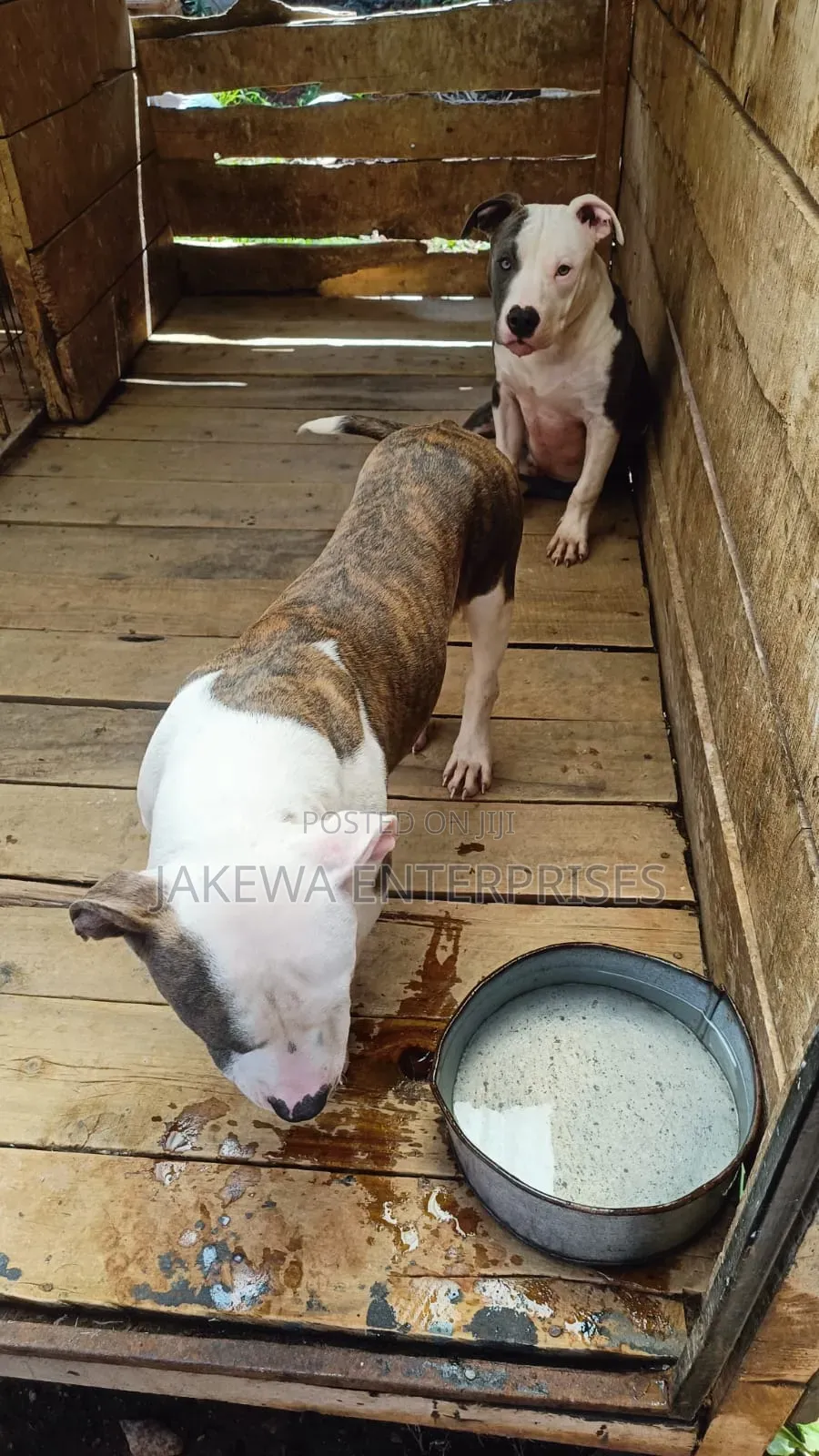 6-12 months Male Purebred American Pit Bull Terrier