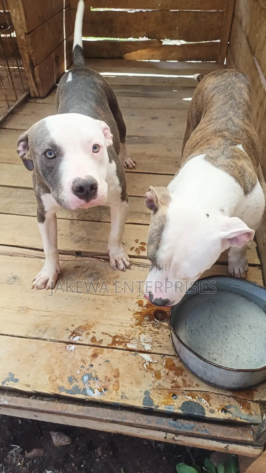 6-12 months Male Purebred American Pit Bull Terrier