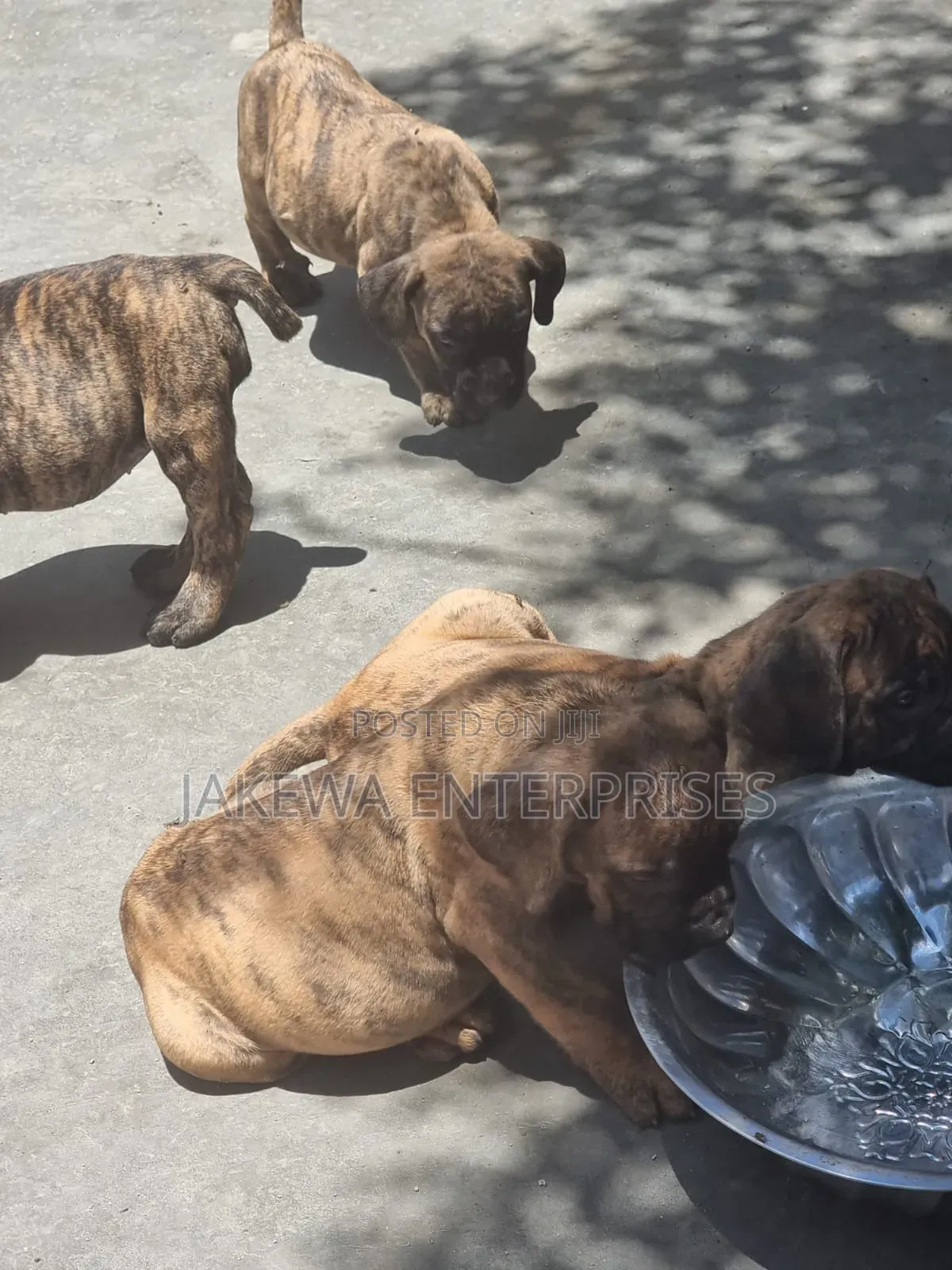 1-3 months Female Purebred Boerboel