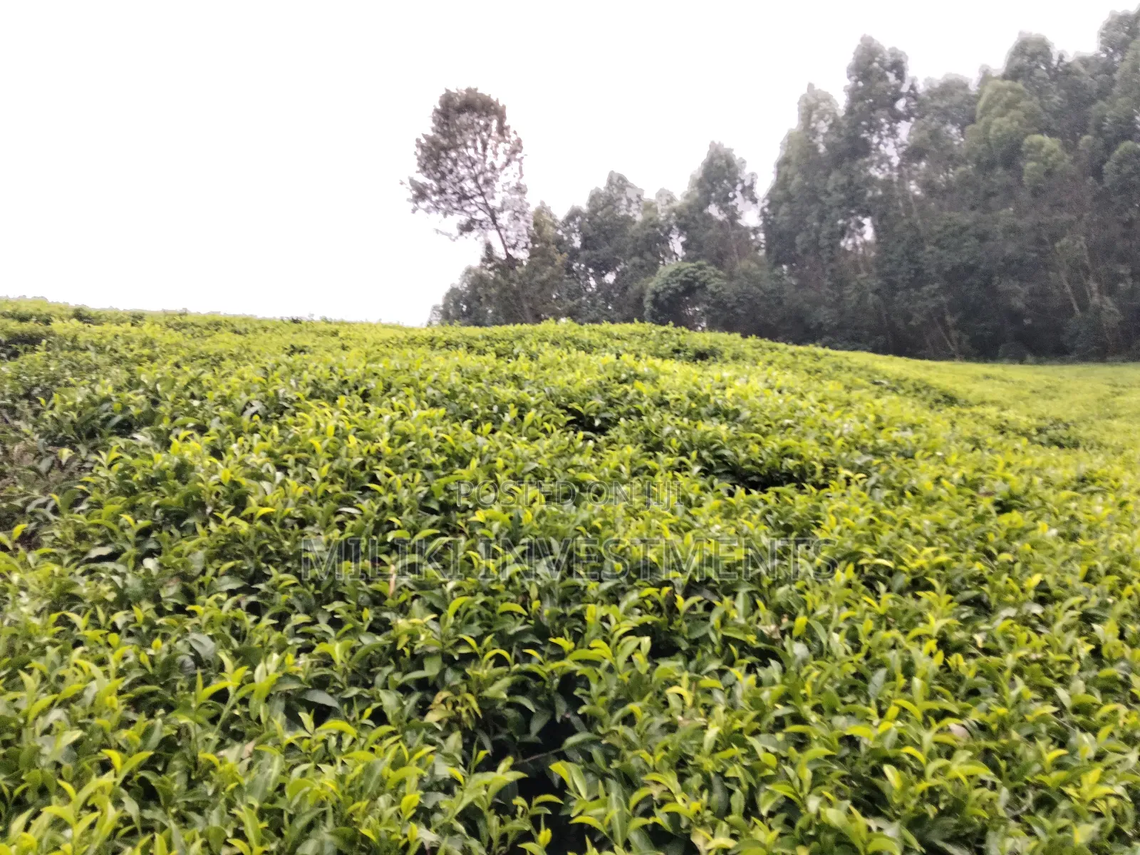 5 Acres Land on Sale at Murang'a-Kangema .