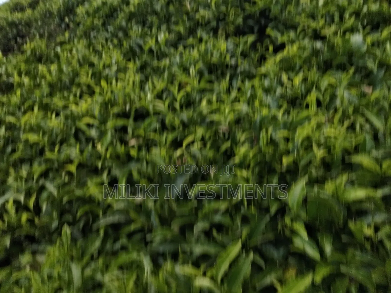 5 Acres Land on Sale at Murang'a-Kangema .