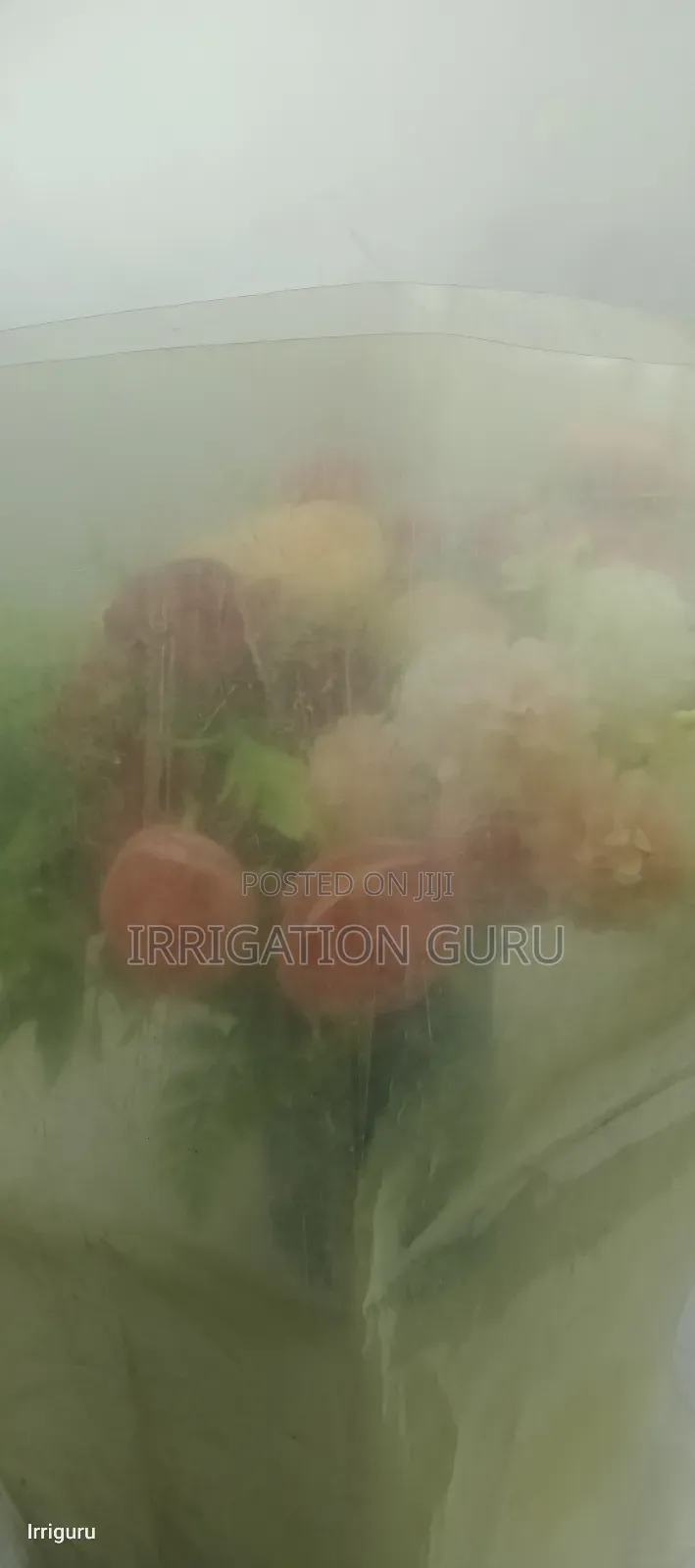 Crop Kali Cover