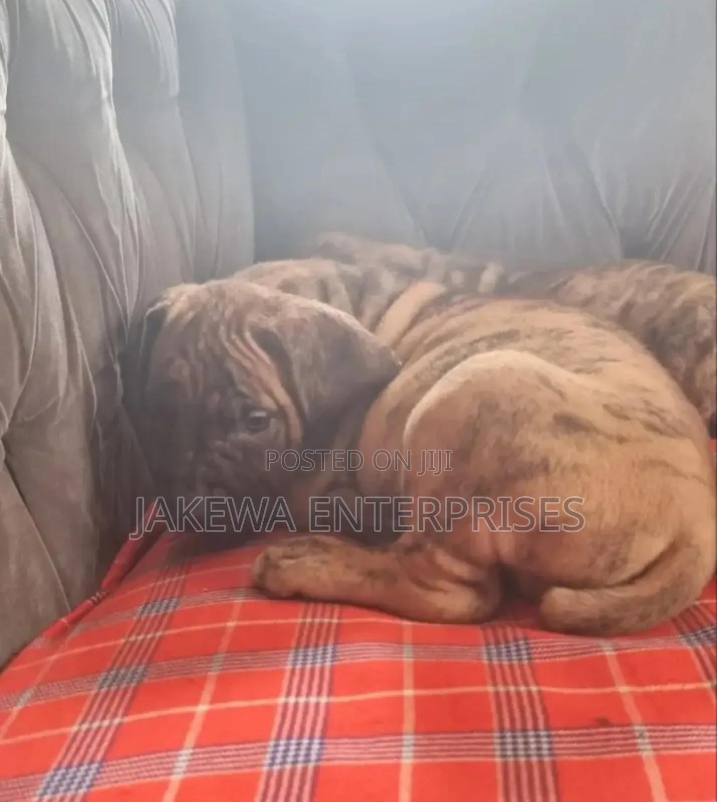 1-3 months Male Purebred Boerboel