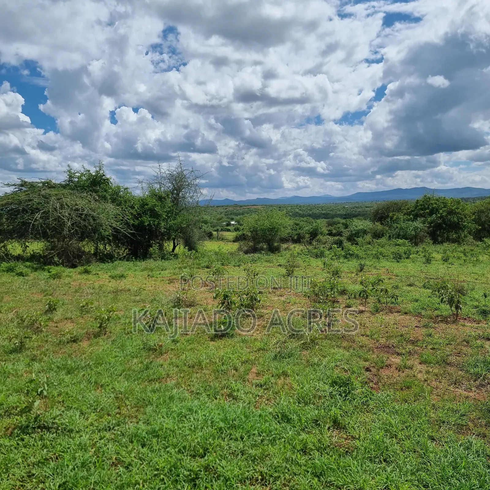 6 Acres Mashuru at 350kPer Acre