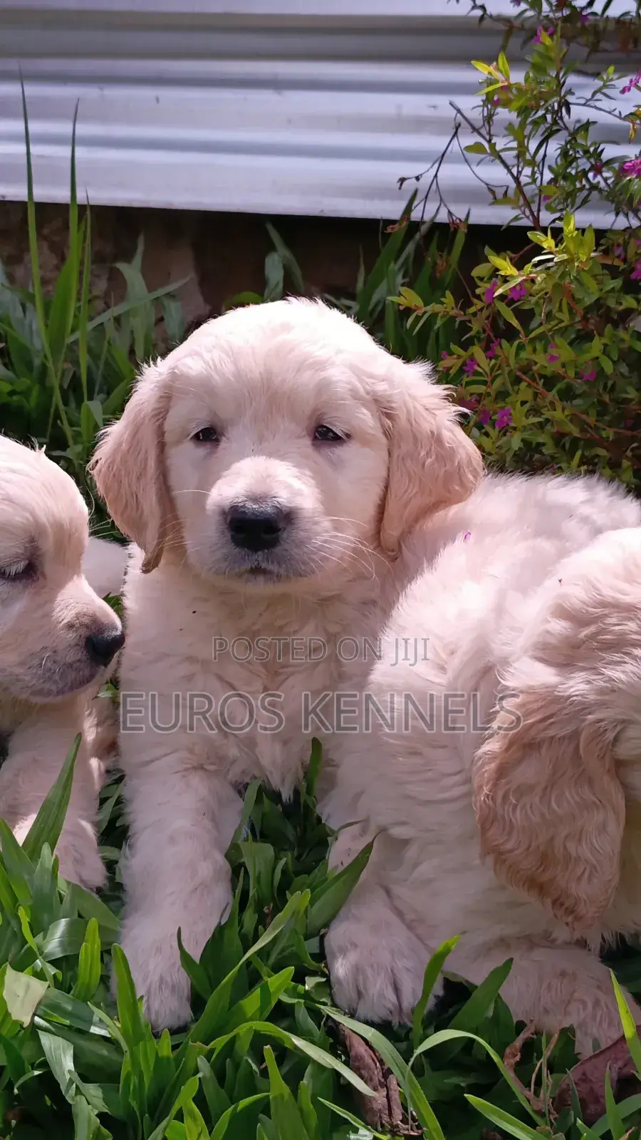 1-3 months Female Purebred Golden Retriever