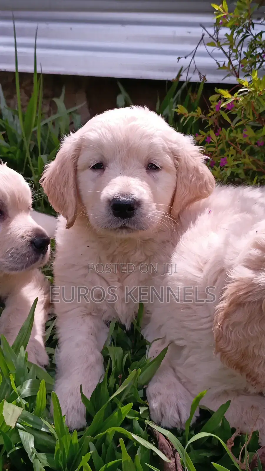 1-3 months Female Purebred Golden Retriever
