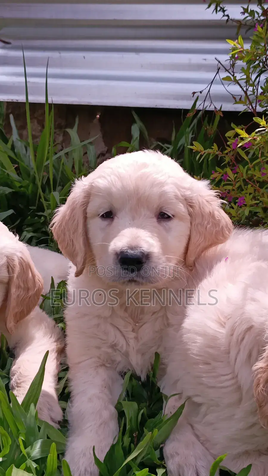 1-3 months Female Purebred Golden Retriever