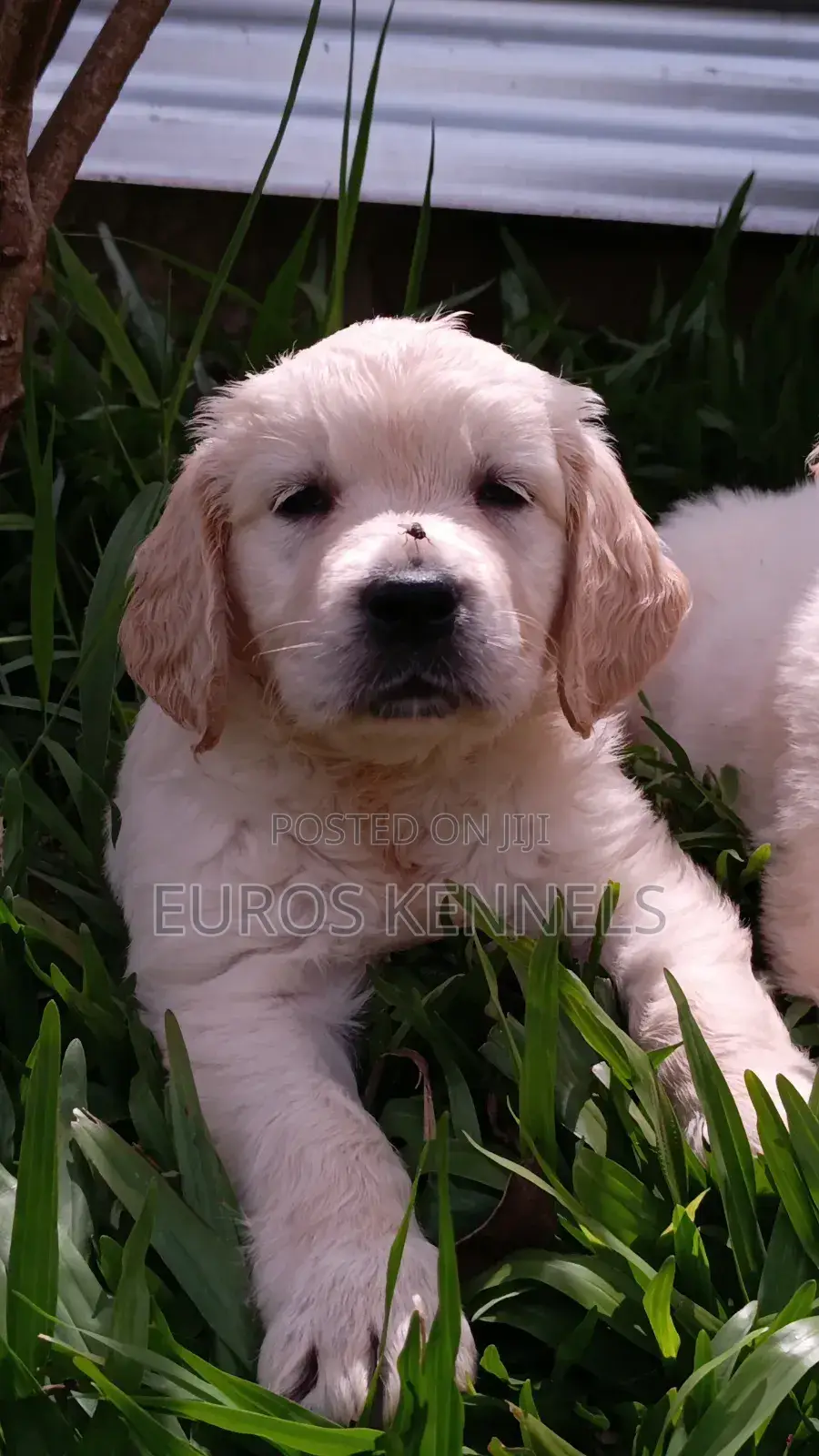 1-3 months Female Purebred Golden Retriever