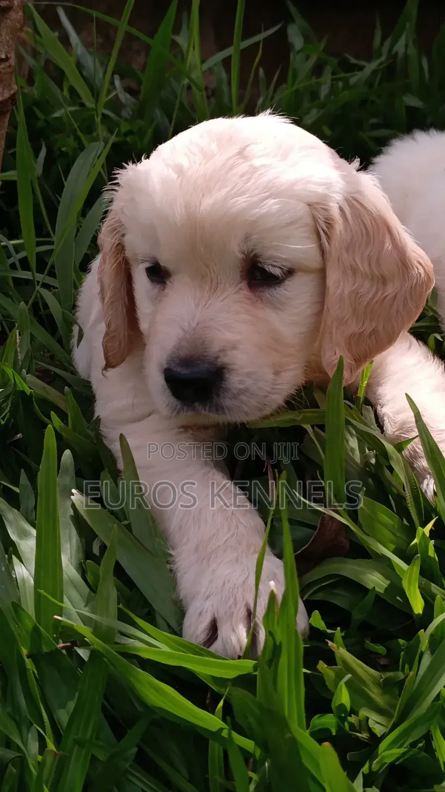 1-3 months Female Purebred Golden Retriever