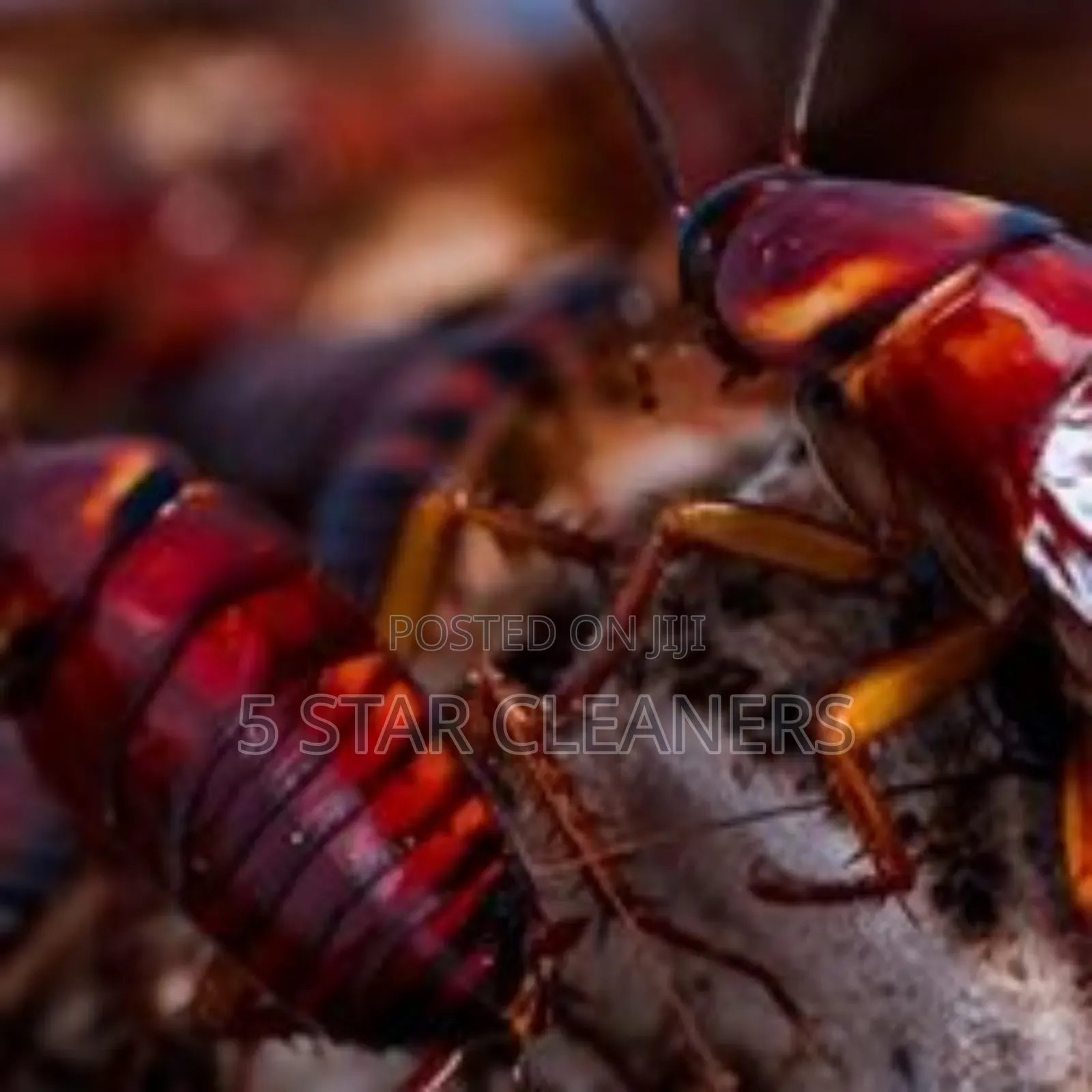 Household Pests Fumigation