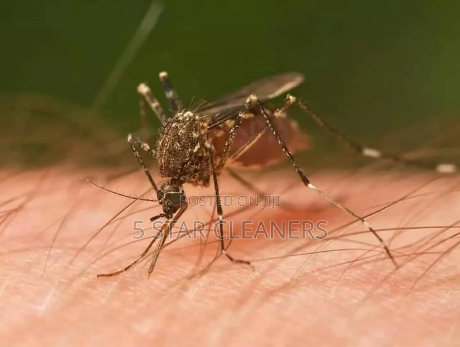 Mosquitoes Fumigation