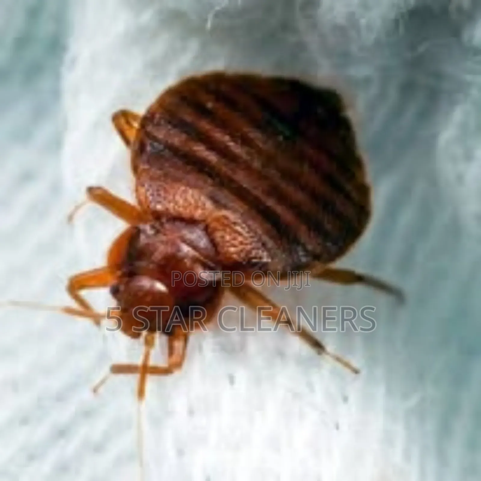 Ready to Eliminate Fumigation for House Pests