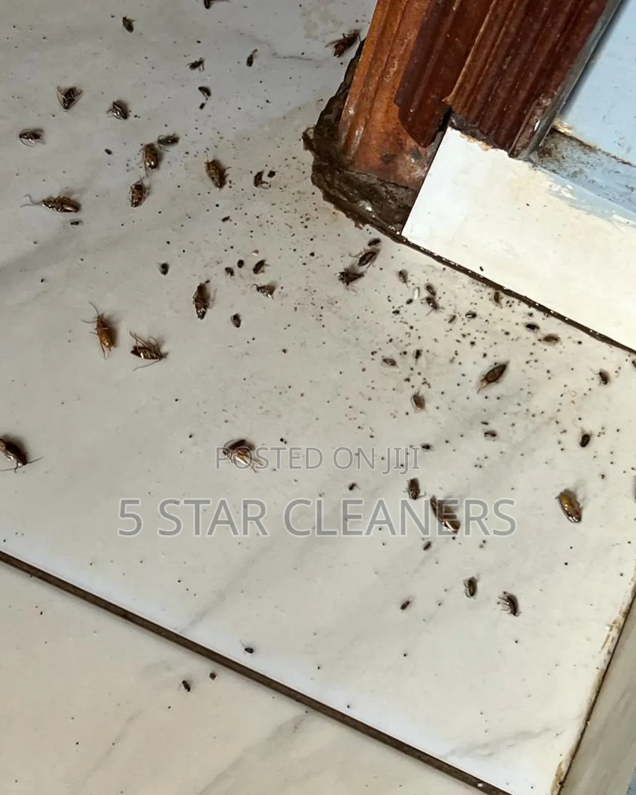 Eastlands Bedbugs and Cockroaches Removers- Fumigation