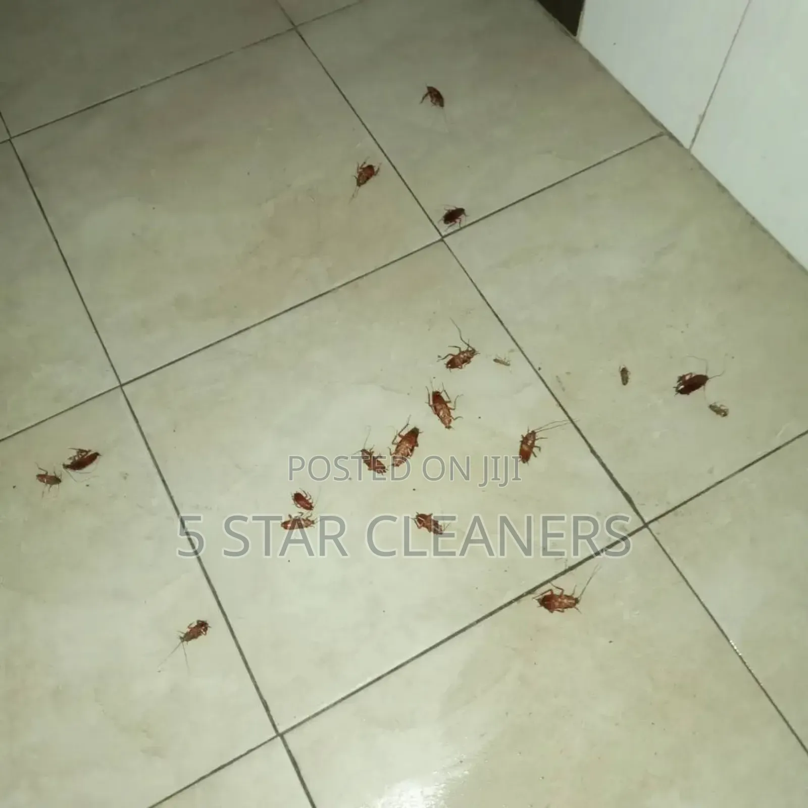 Eastlands Bedbugs and Cockroaches Removers- Fumigation