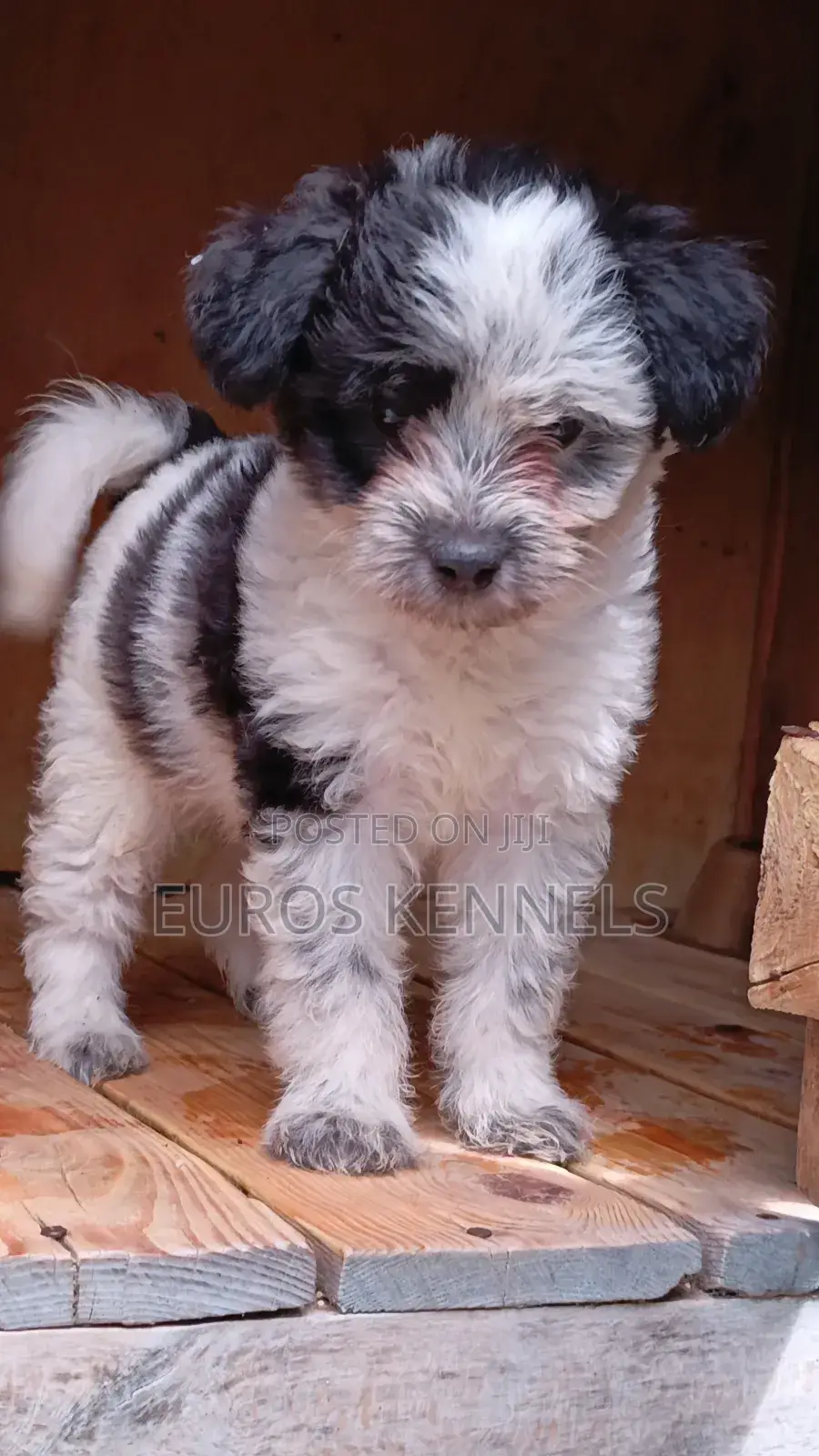 1-3 months Male Purebred Havanese