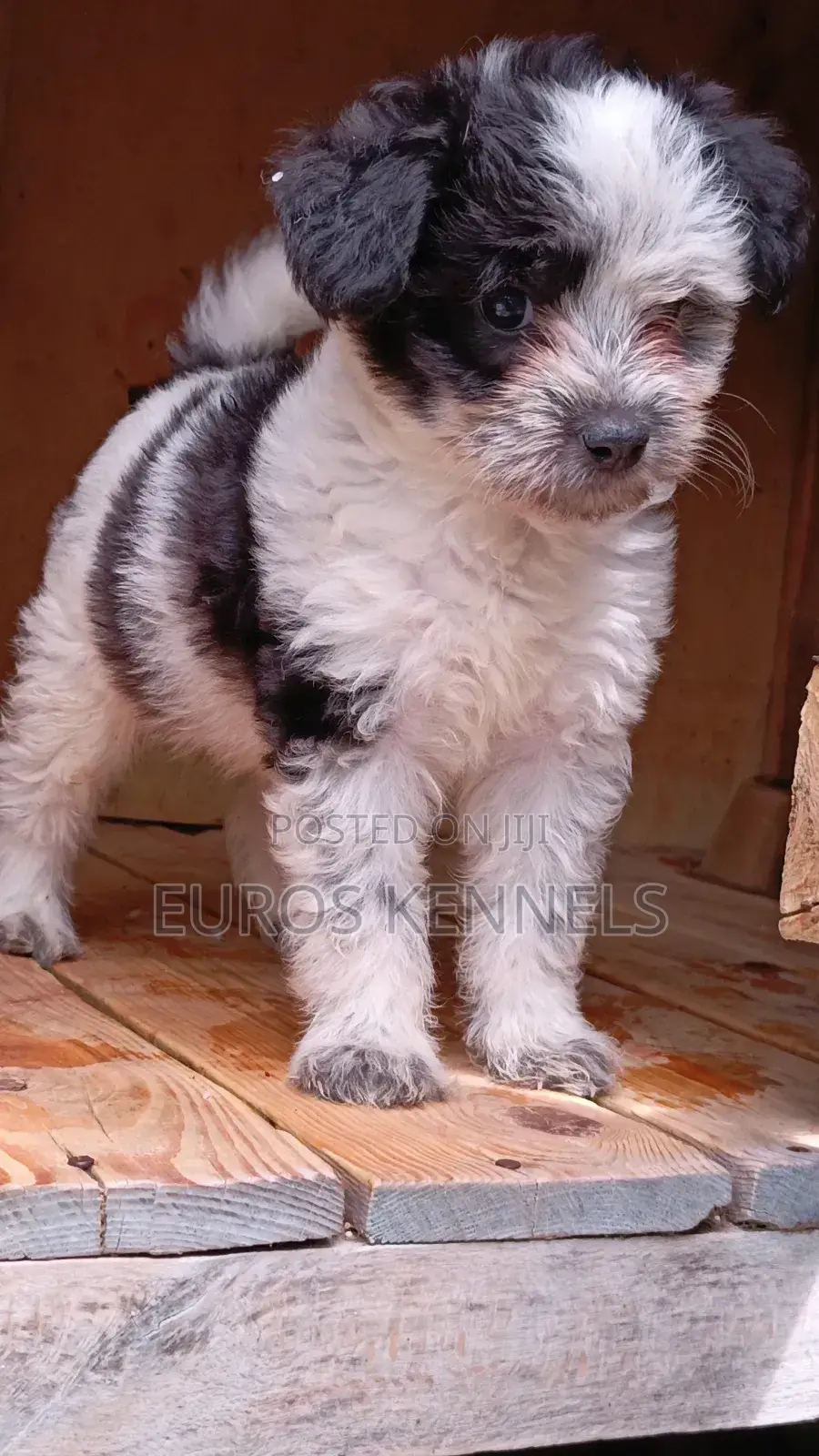 1-3 months Male Purebred Havanese
