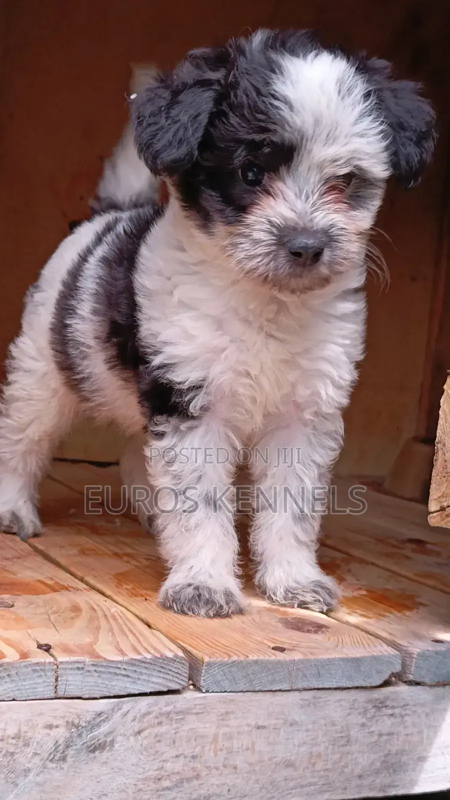 1-3 months Male Purebred Havanese