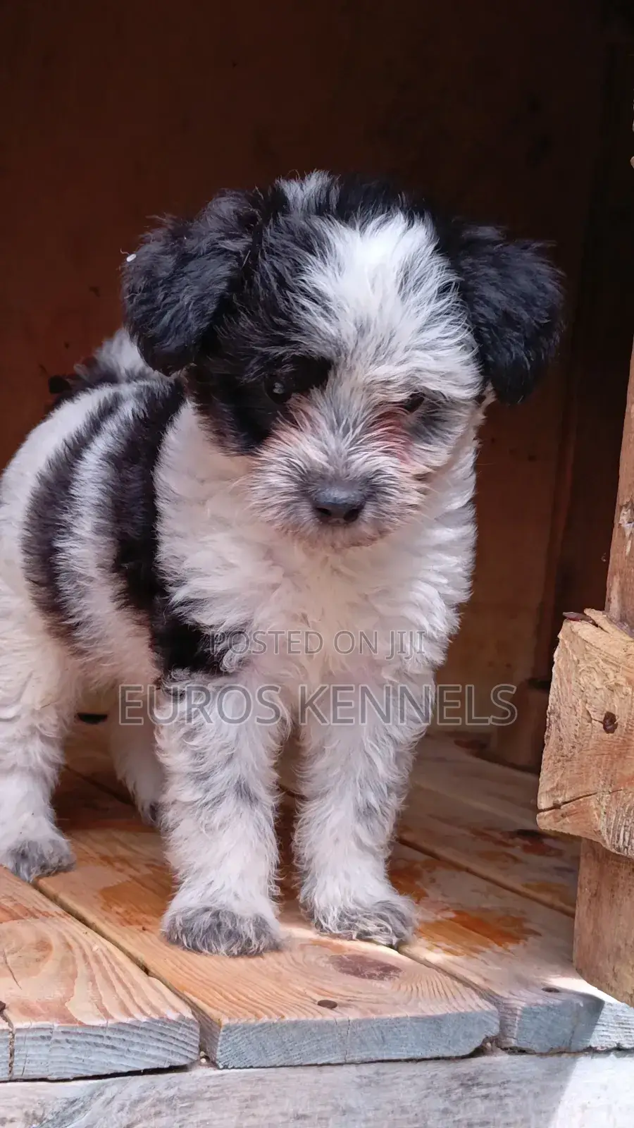 1-3 months Male Purebred Havanese