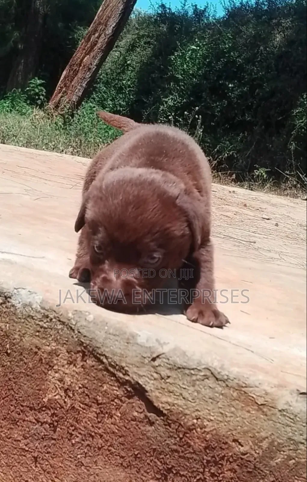 1-3 months Male Purebred Labrador Retriever