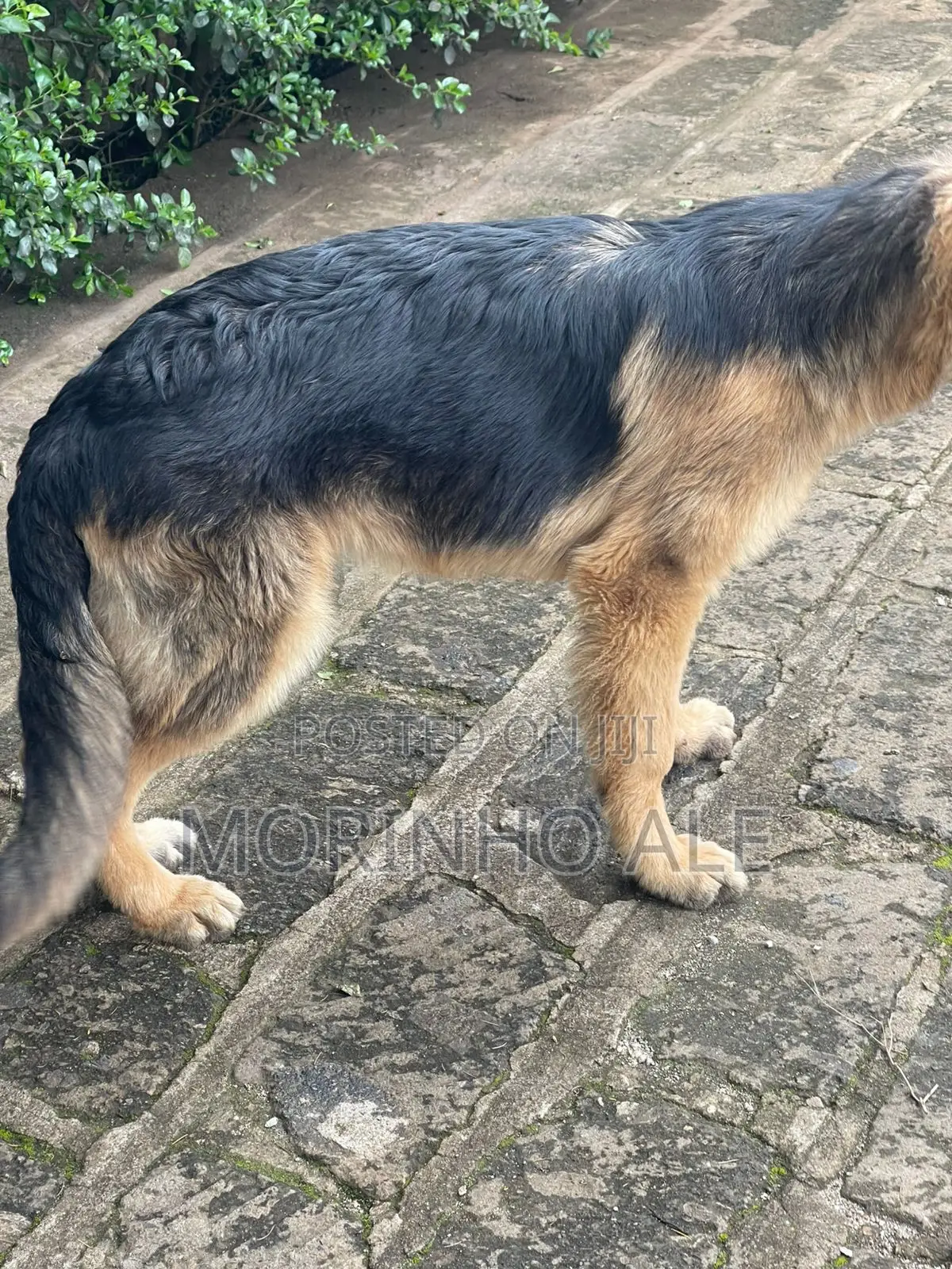 3-6 months Male Purebred German Shepherd