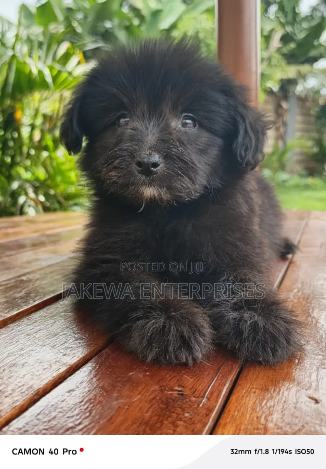 1-3 months Male Purebred Havanese