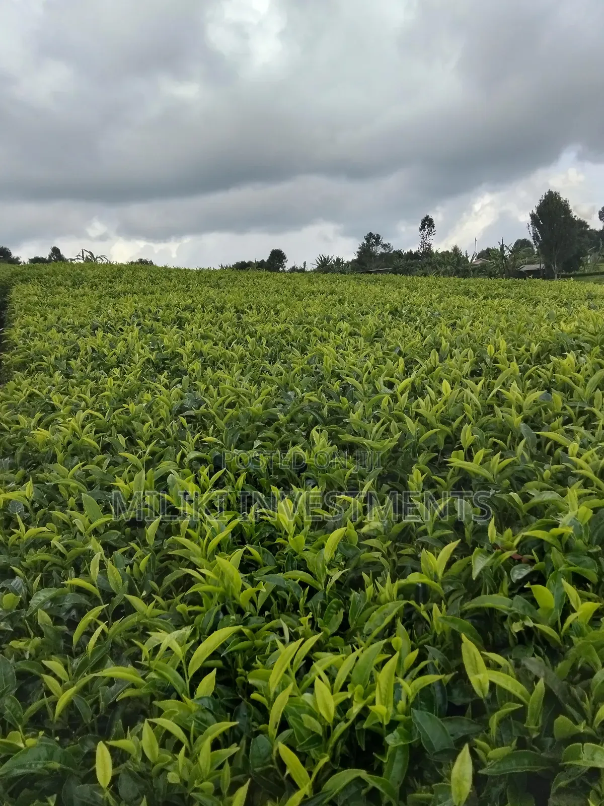 3 Acres of Land on Sale at Giturū -Kangari