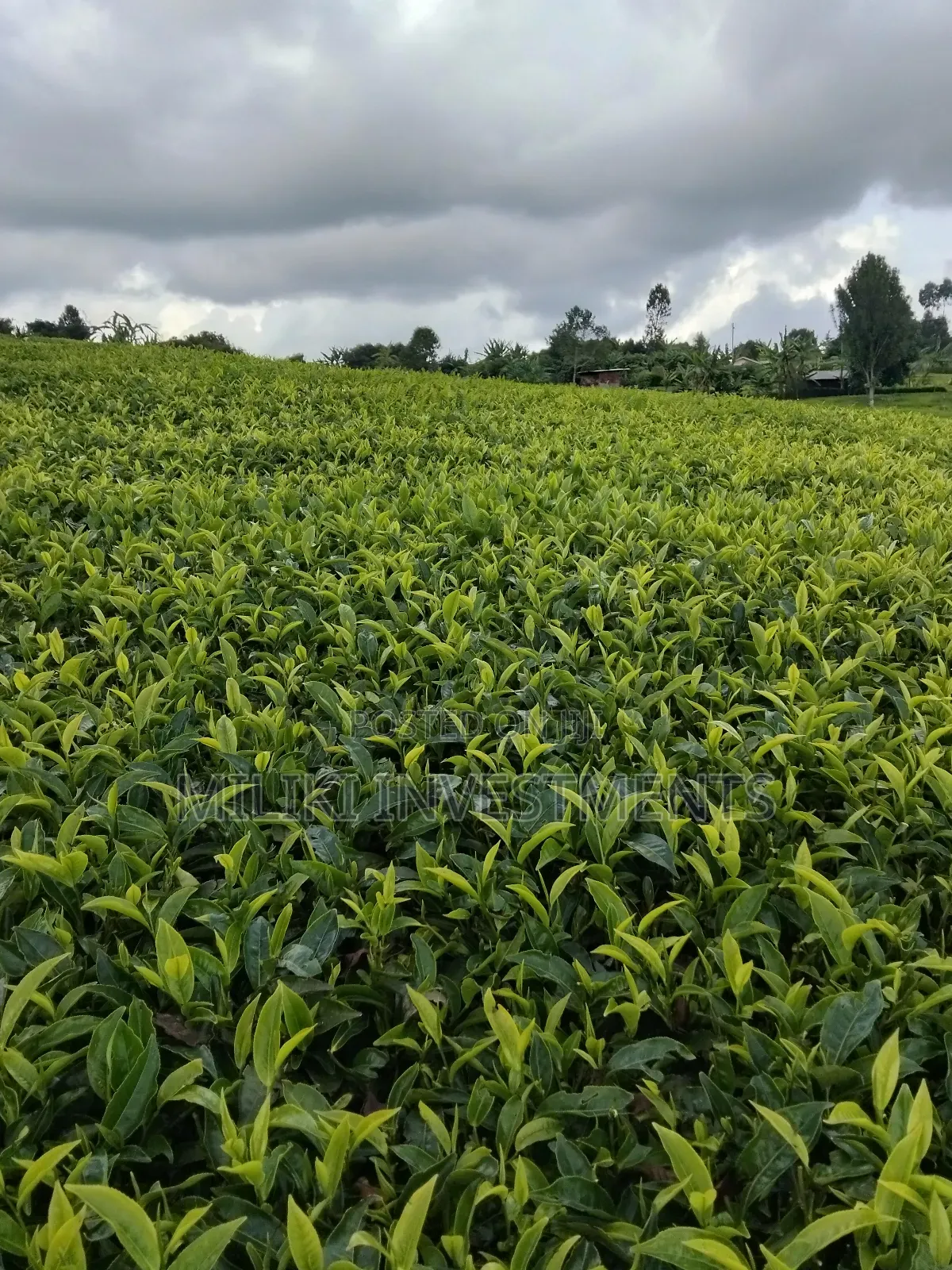 3 Acres of Land on Sale at Giturū -Kangari