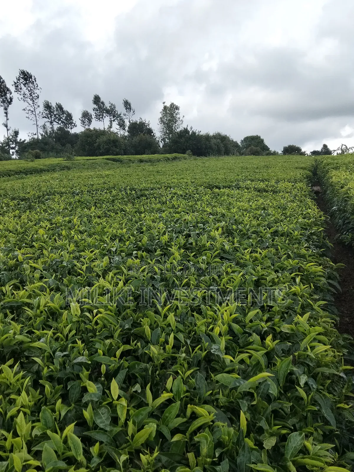 3 Acres of Land on Sale at Giturū -Kangari