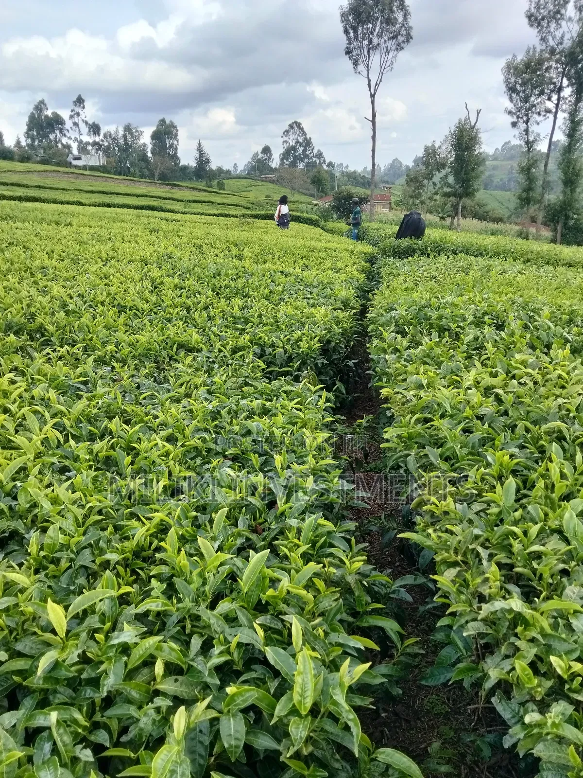 3 Acres of Land on Sale at Giturū -Kangari