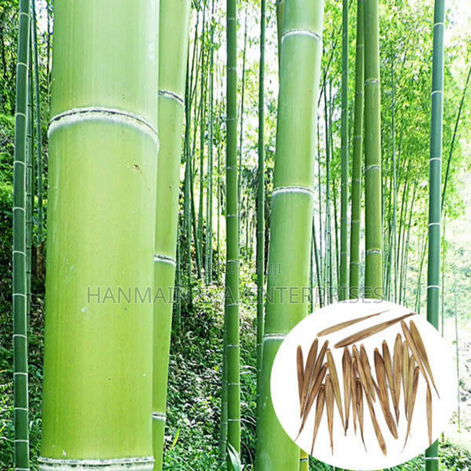 Phyllostachys Edulis Moso Bamboo Plant Seeds