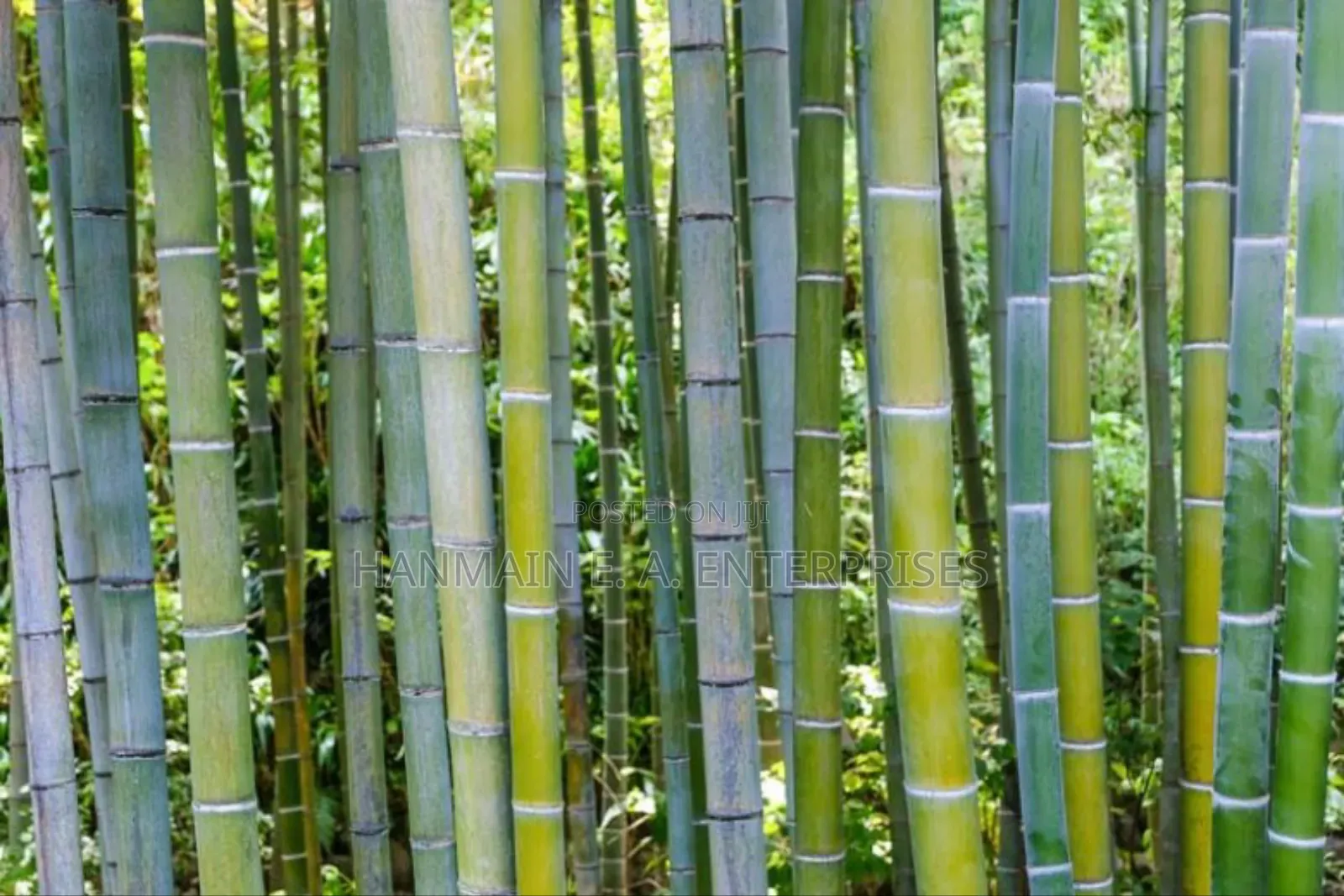 Phyllostachys Edulis Moso Bamboo Plant Seeds