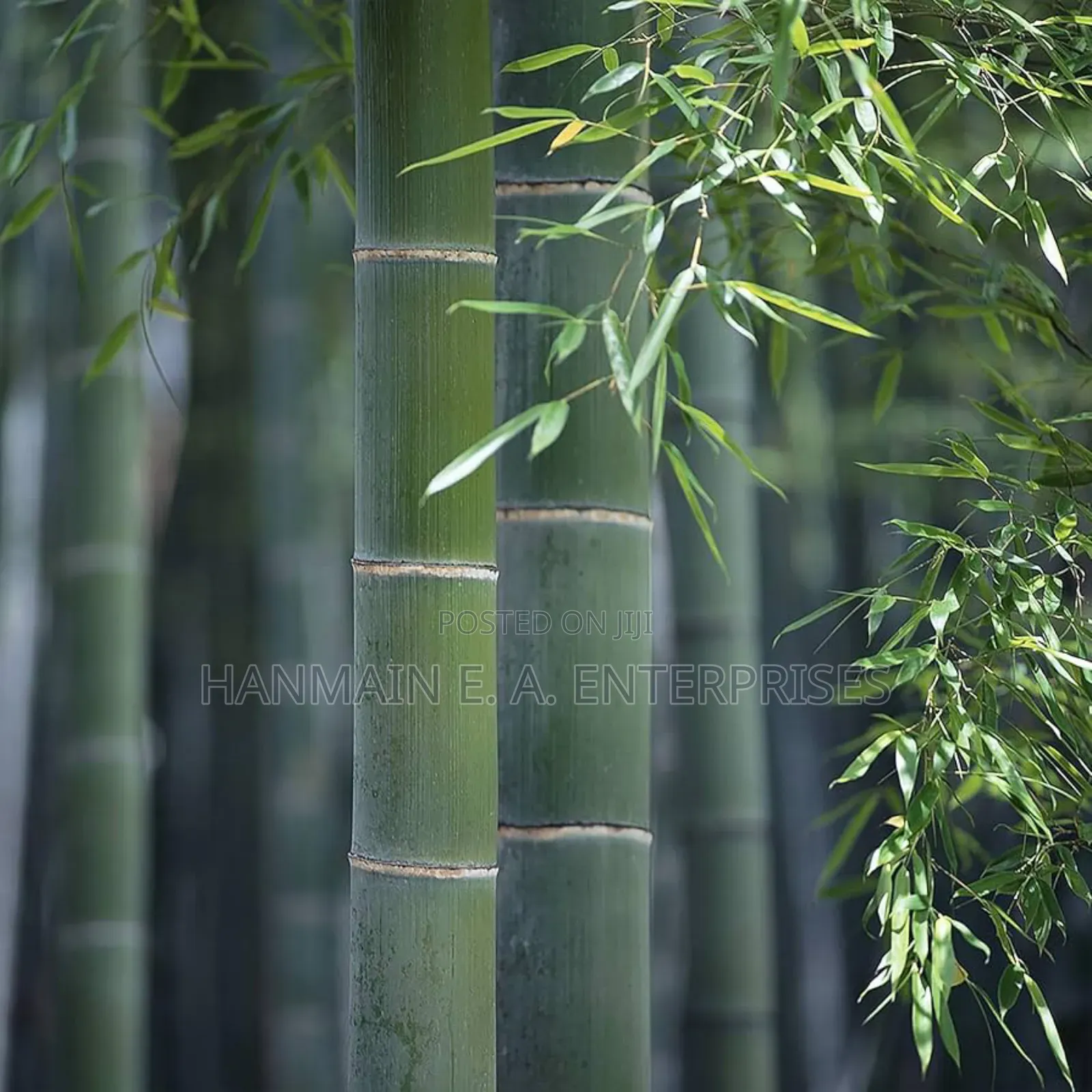 Phyllostachys Edulis Moso Bamboo Plant Seeds