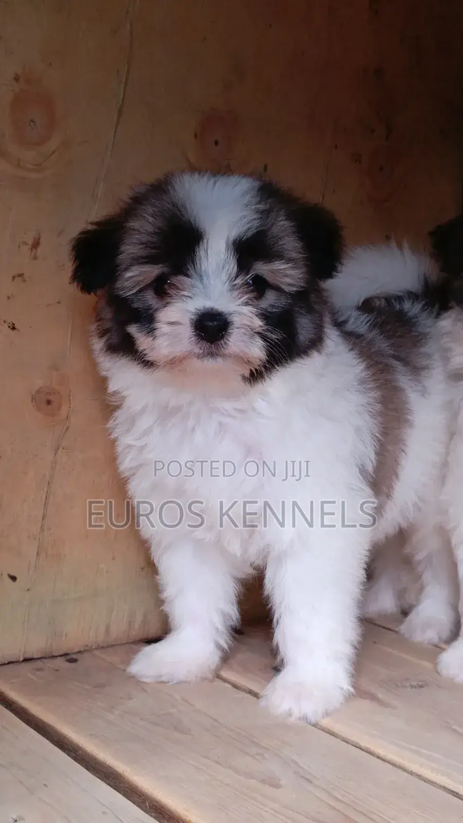 1-3 months Male Purebred Havanese