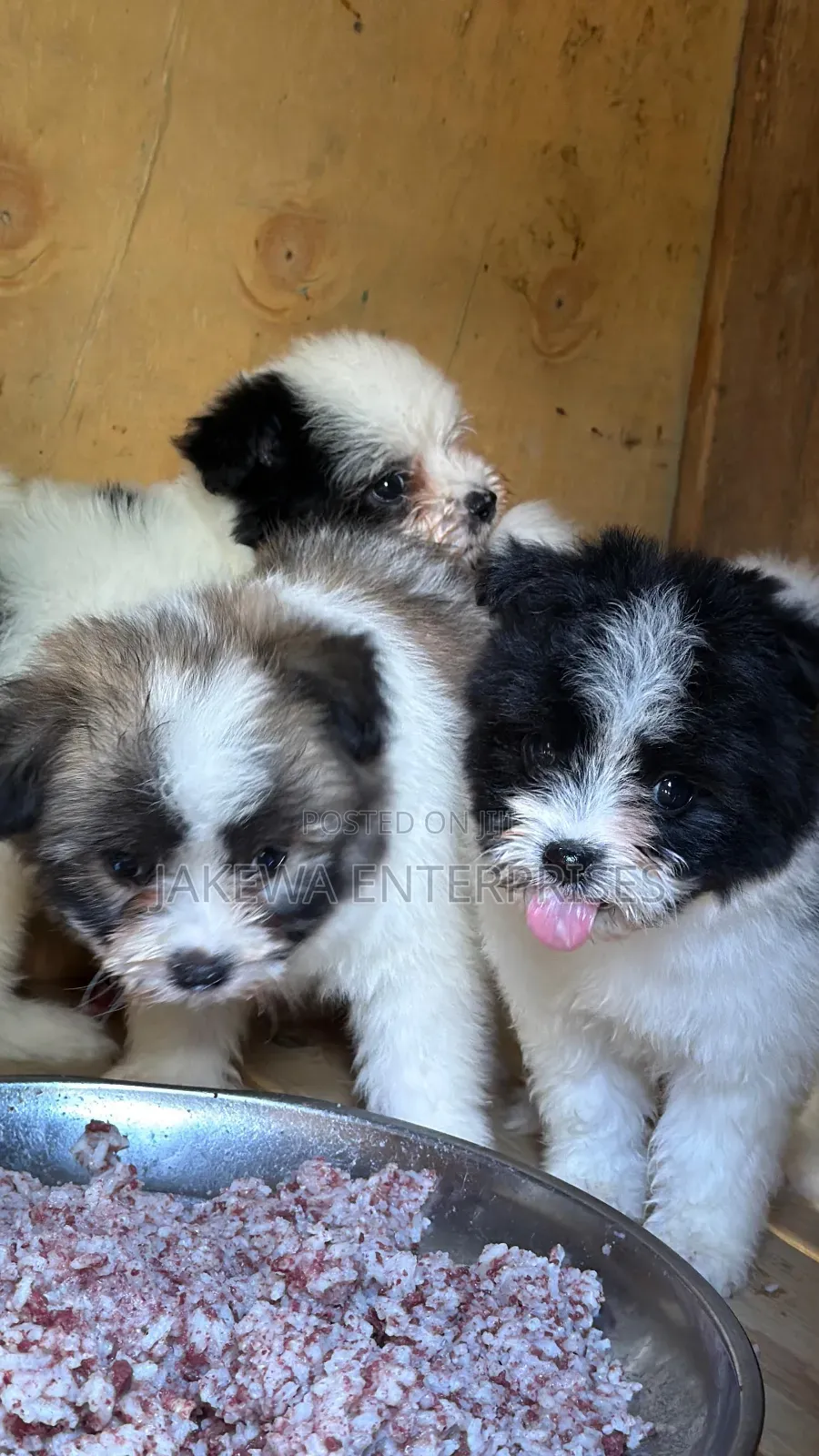 1-3 months Female Purebred Havanese
