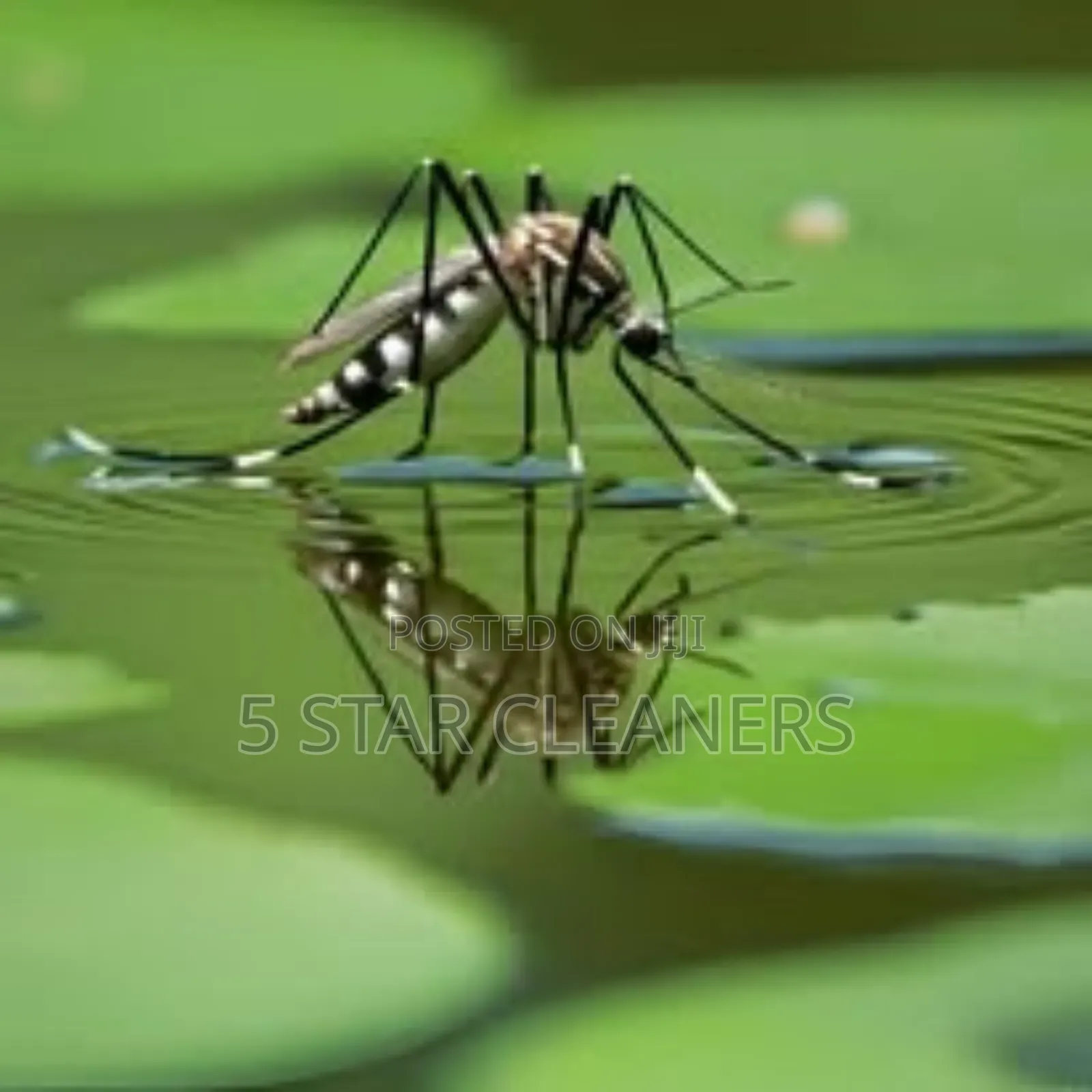 Mosquitoes Fumigation That Last for 12 Months and More