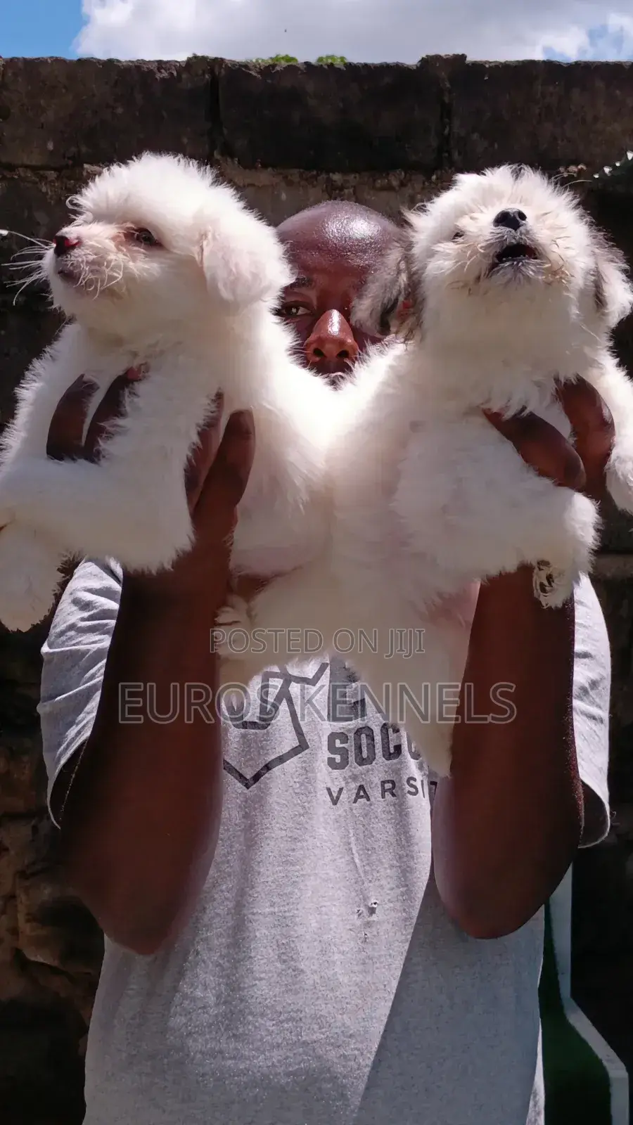 1-3 months Female Purebred Havanese