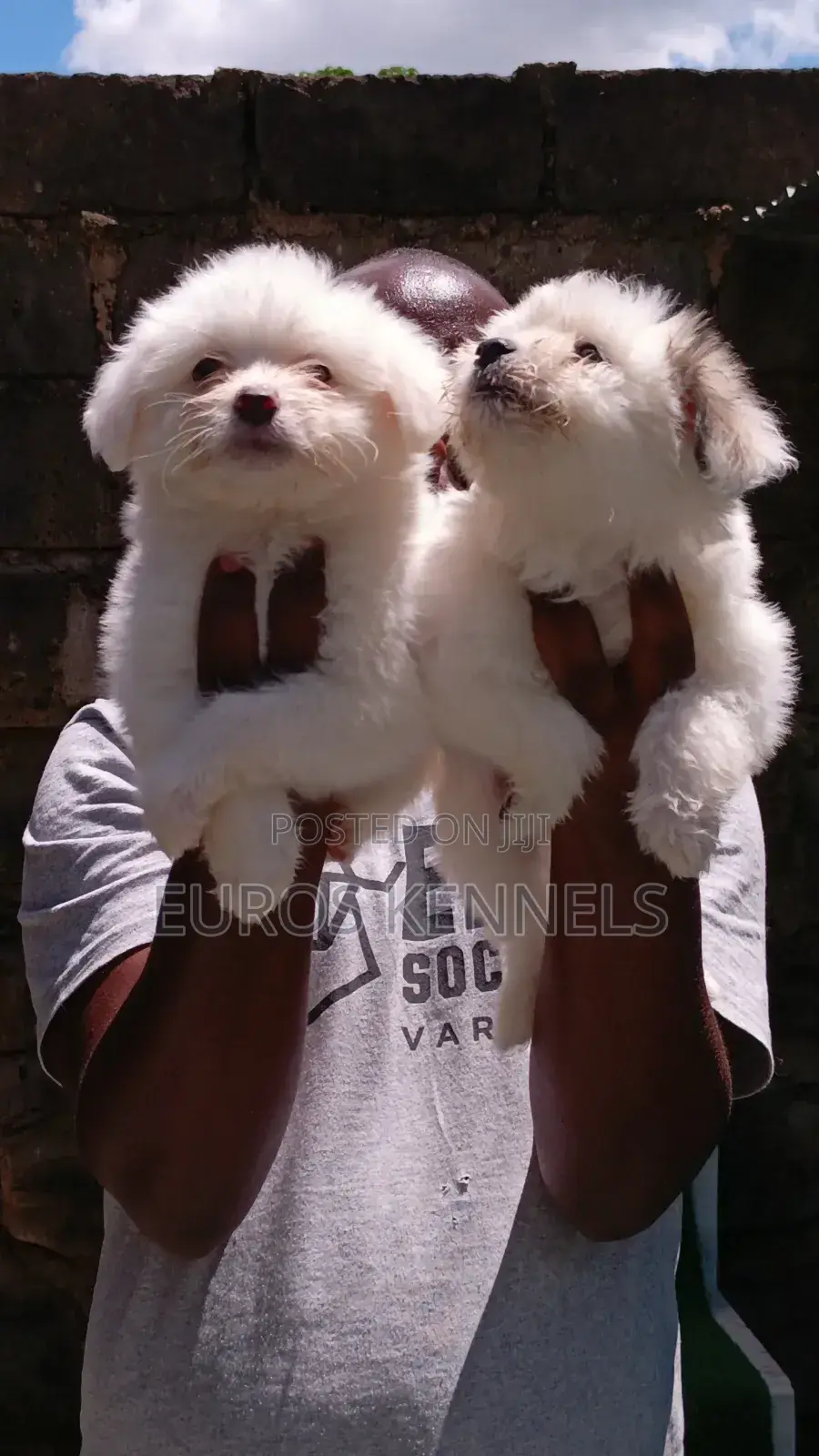 1-3 months Female Purebred Havanese