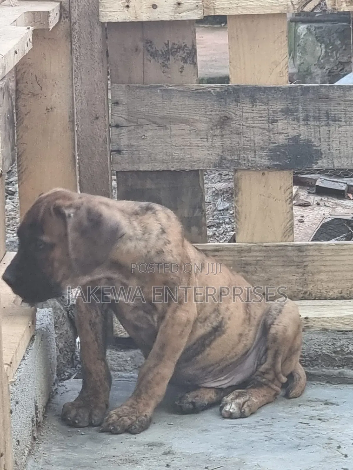 1-3 months Male Purebred Boerboel