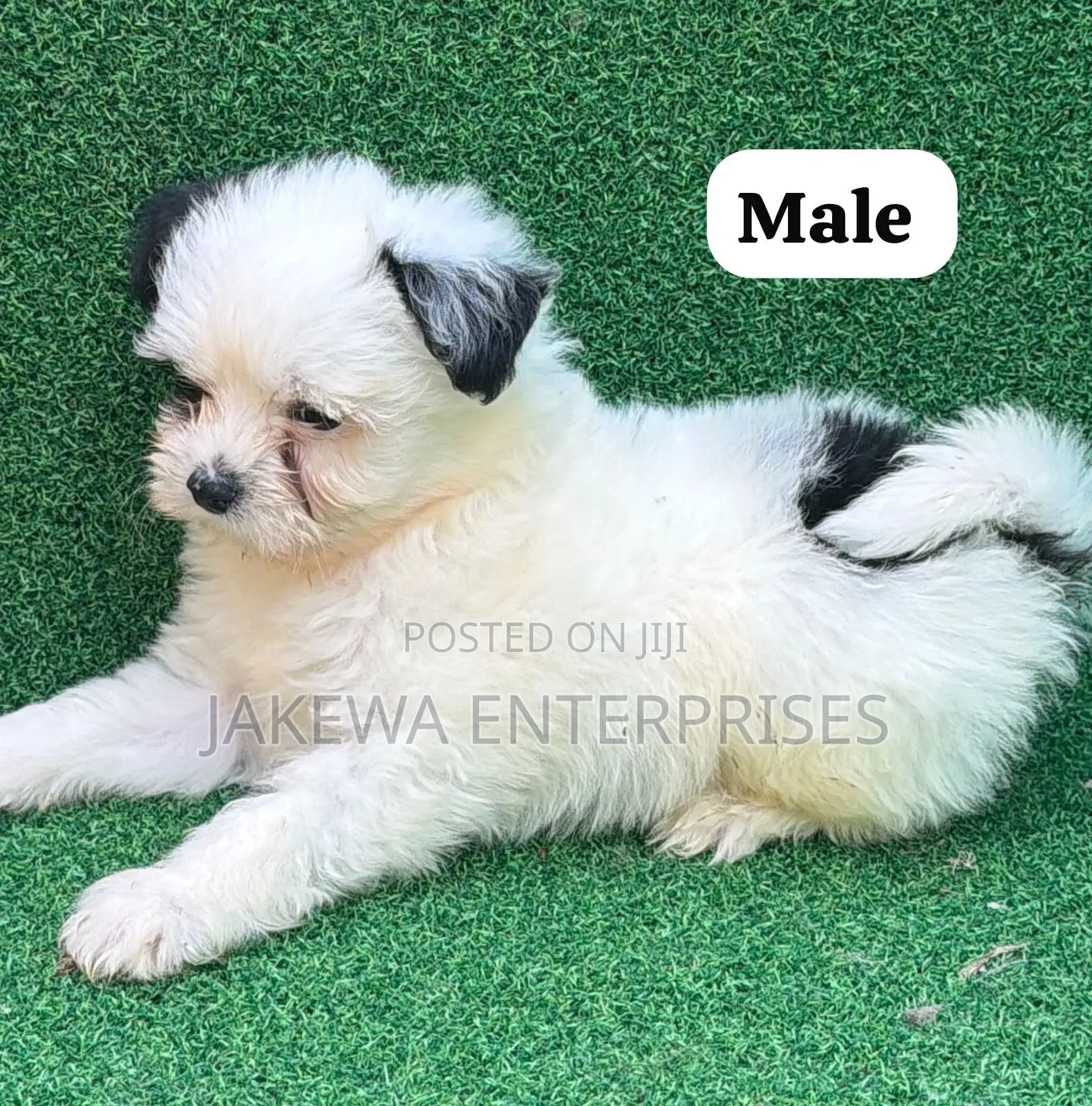 1-3 months Male Purebred Havanese