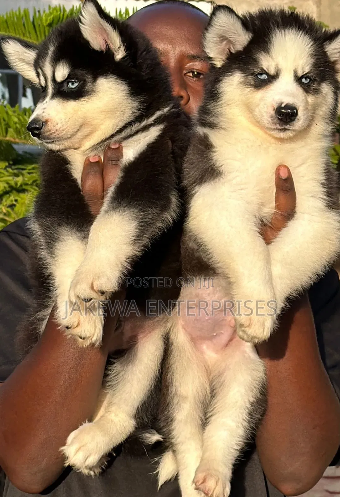 1-3 months Male Purebred Siberian Husky
