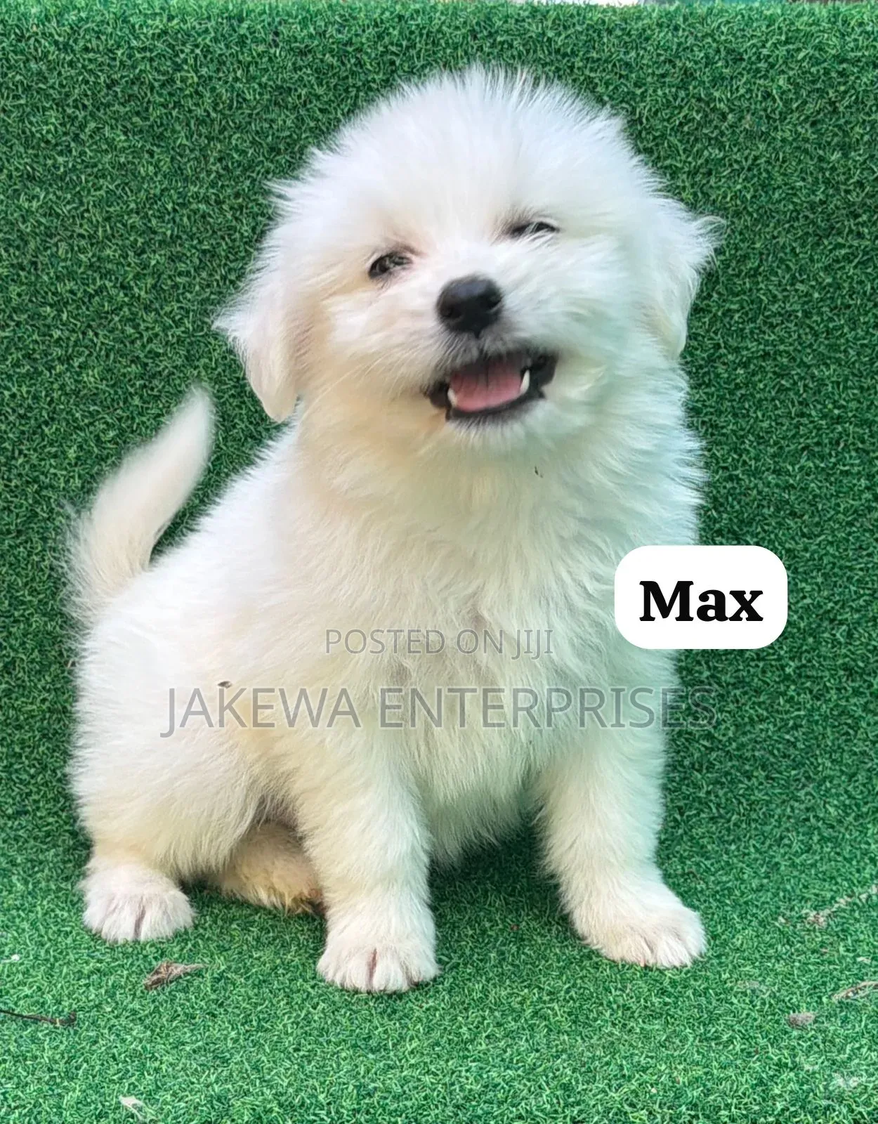 1-3 months Male Purebred Havanese
