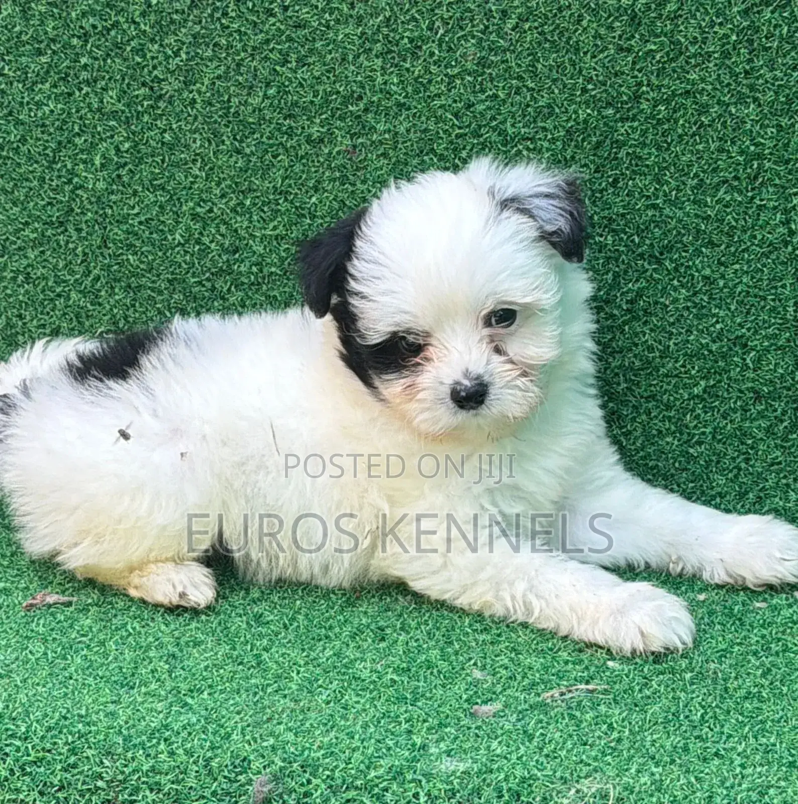 1-3 months Male Purebred Havanese