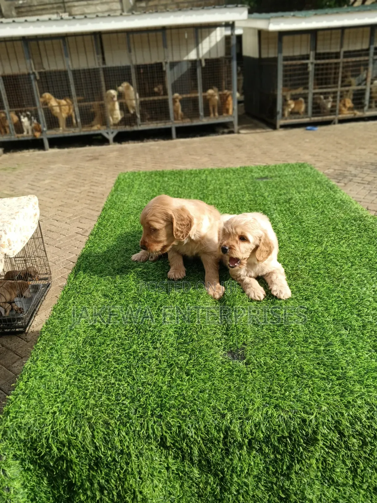 1-3 months Male Purebred Golden Retriever