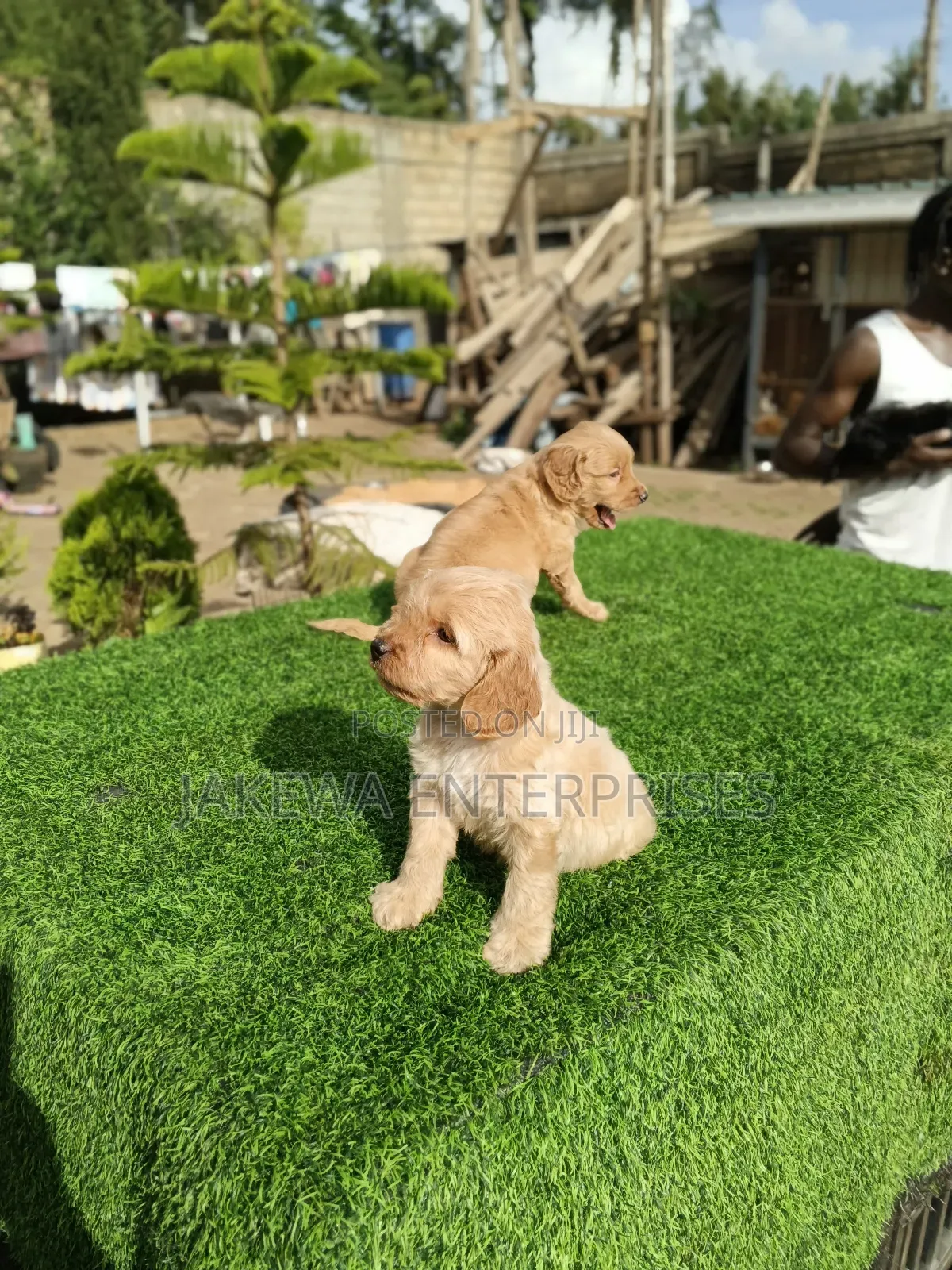 1-3 months Female Purebred Golden Retriever