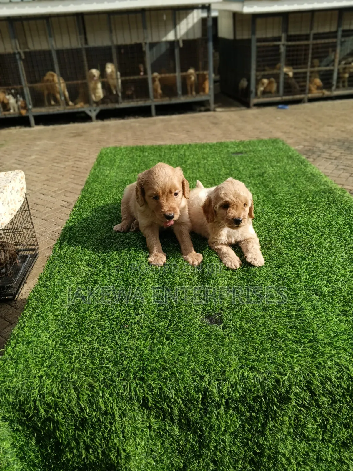 1-3 months Male Purebred Golden Retriever