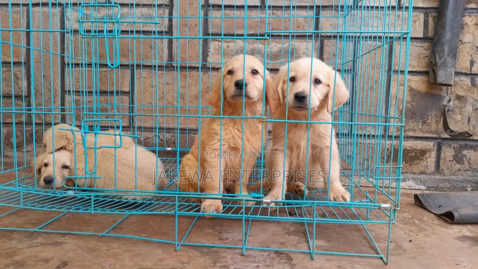 1-3 months Male Purebred Golden Retriever