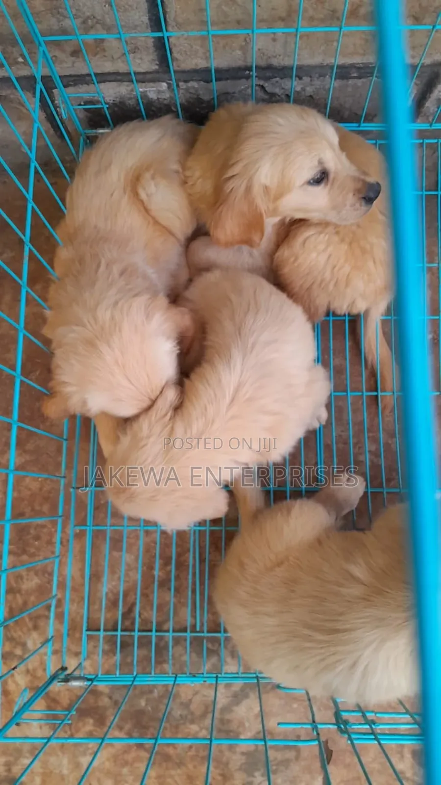 1-3 months Male Purebred Golden Retriever