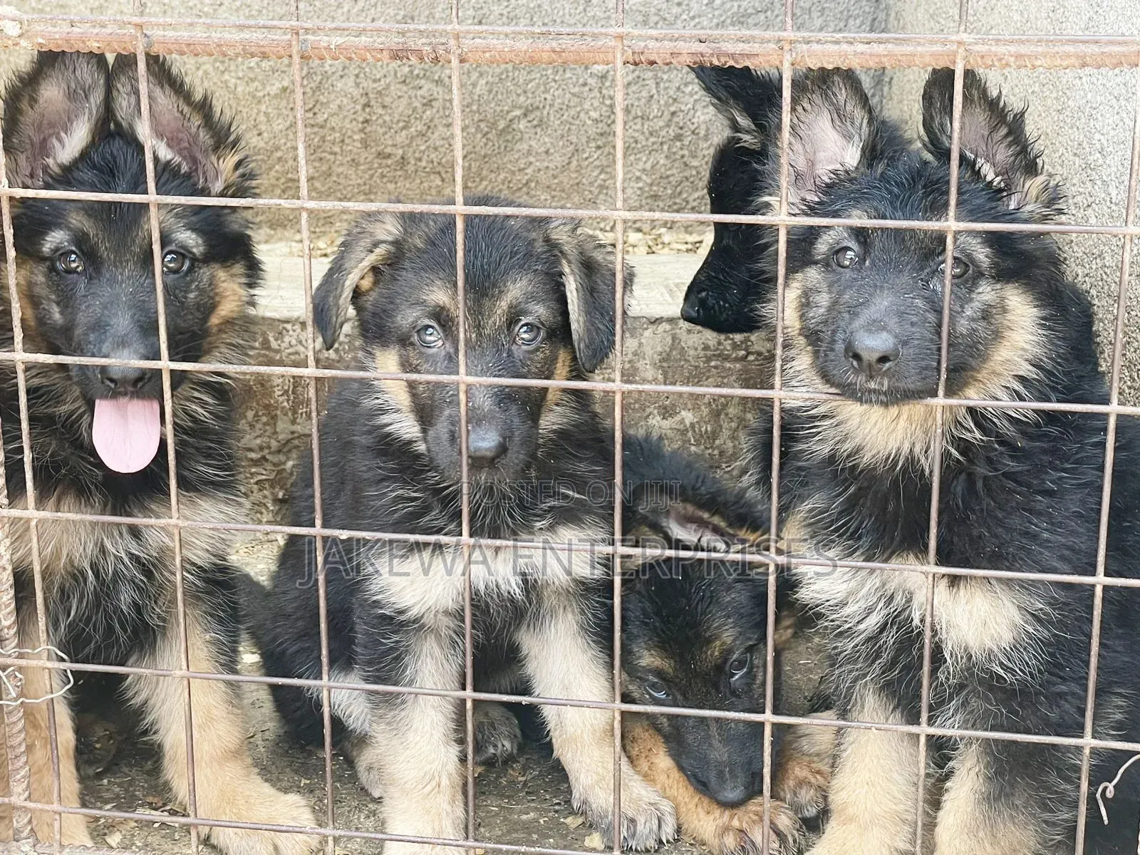 1-3 months Male Purebred German Shepherd