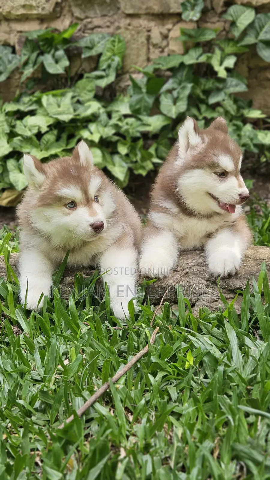1-3 months Female Purebred Siberian Husky