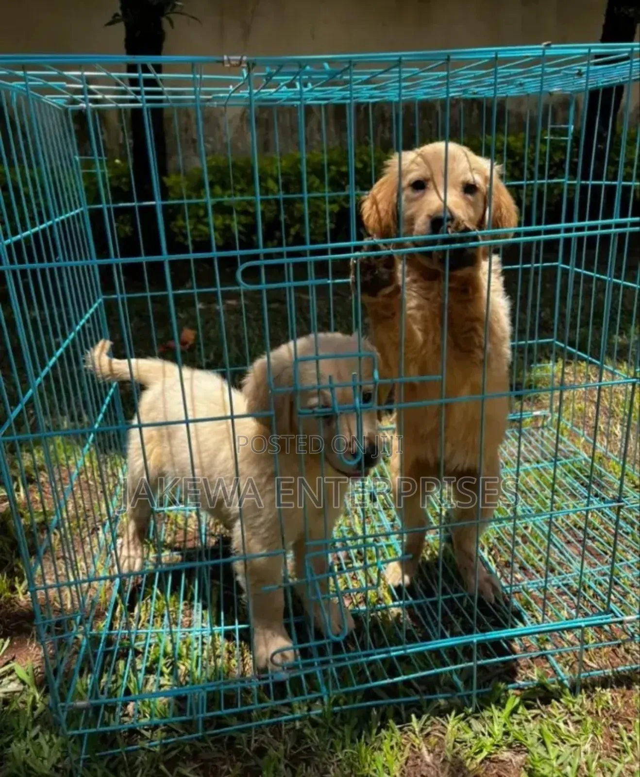1-3 months Female Purebred Golden Retriever